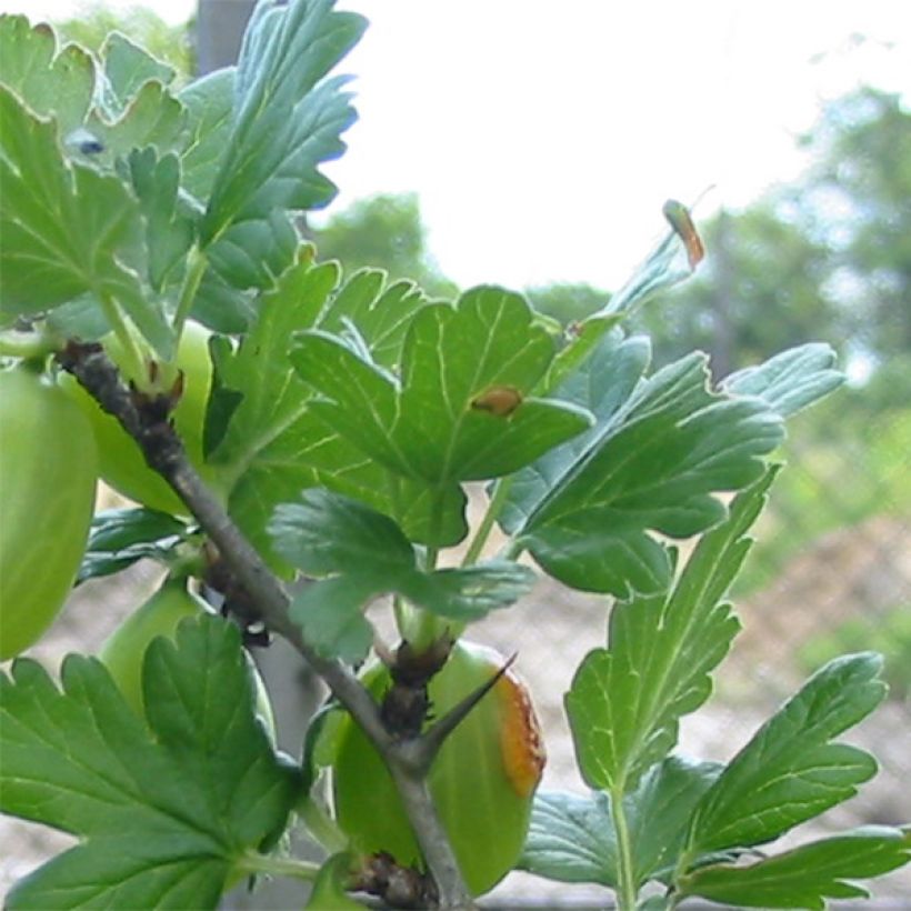 Uva-spina Worcesterberry (Foliage)