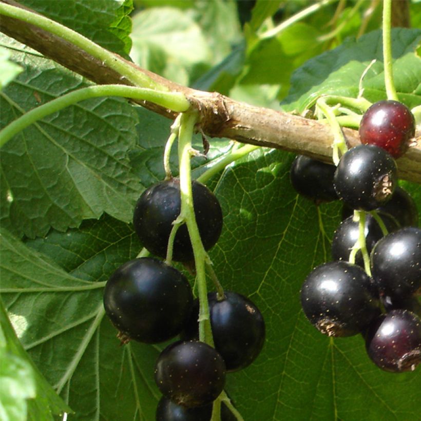 Ribes nero Andega (Harvest)