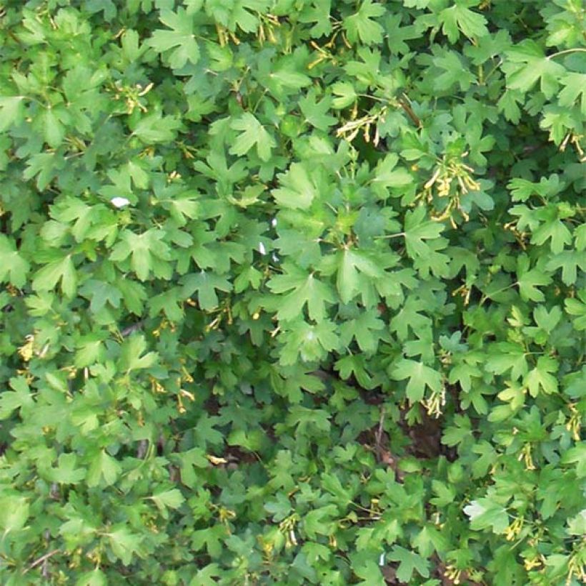 Ribes odoratum (Foliage)
