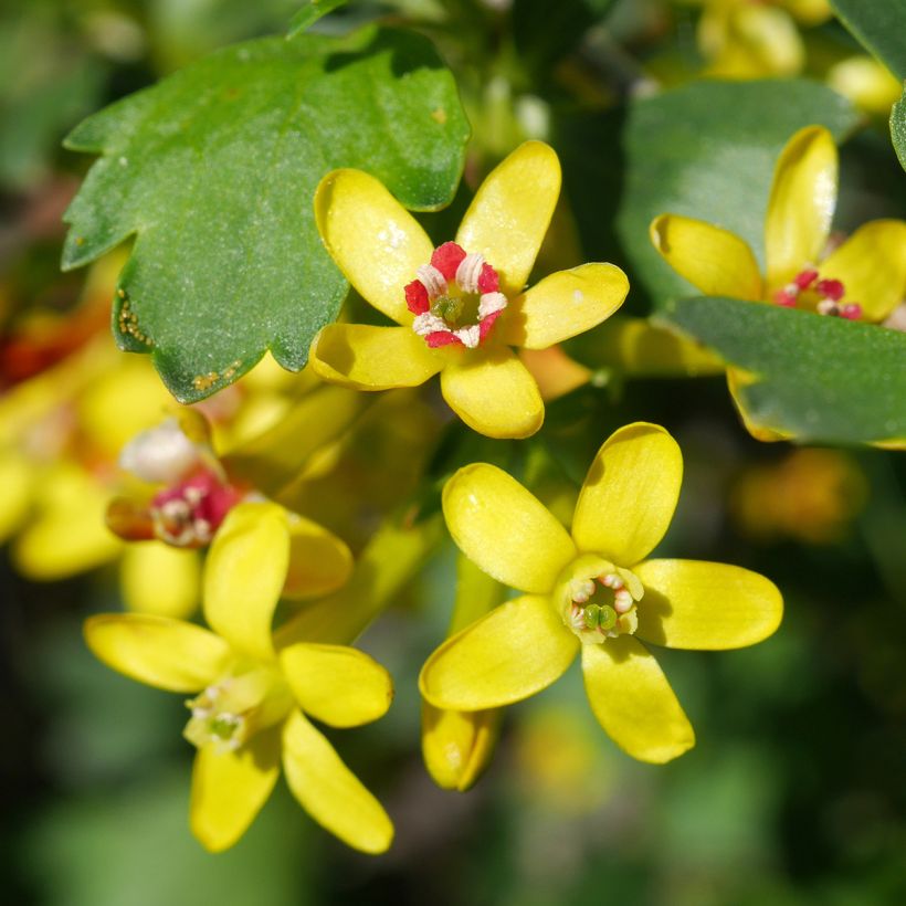 Ribes odoratum (Flowering)