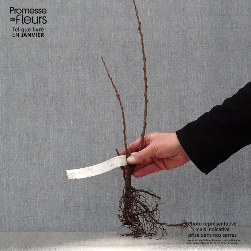 Example of Ribes odoratum Piante piccole a radice nuda as you get in hiver