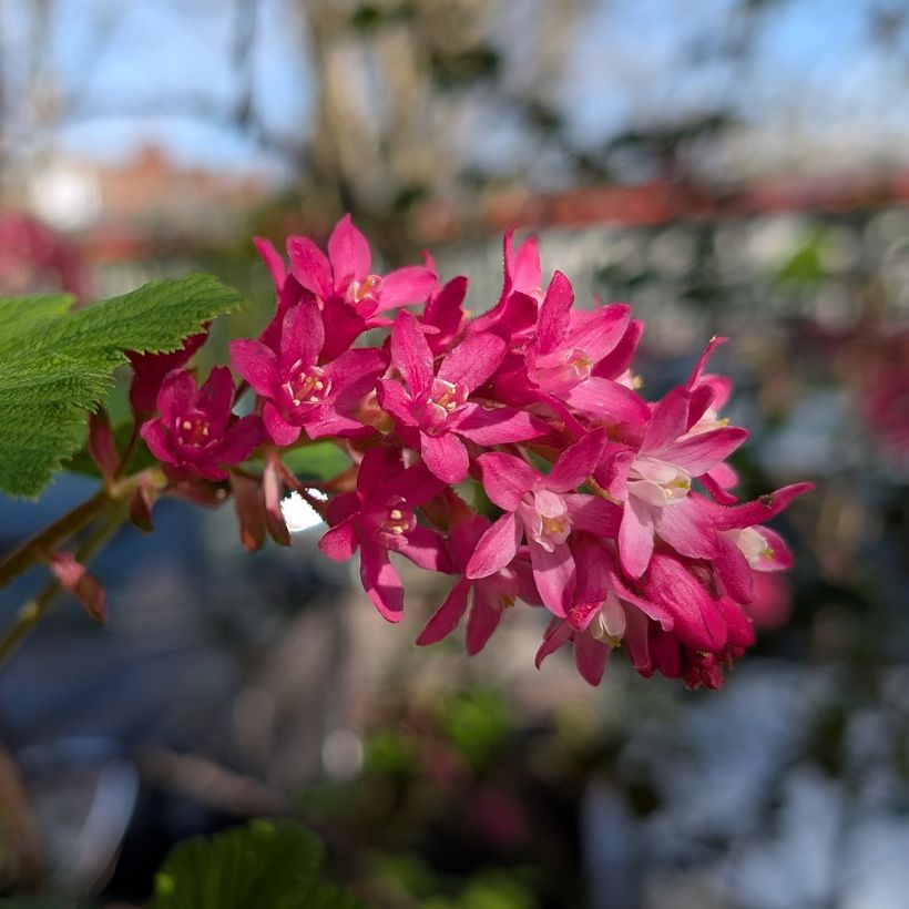 Ribes sanguigno Amore (Flowering)