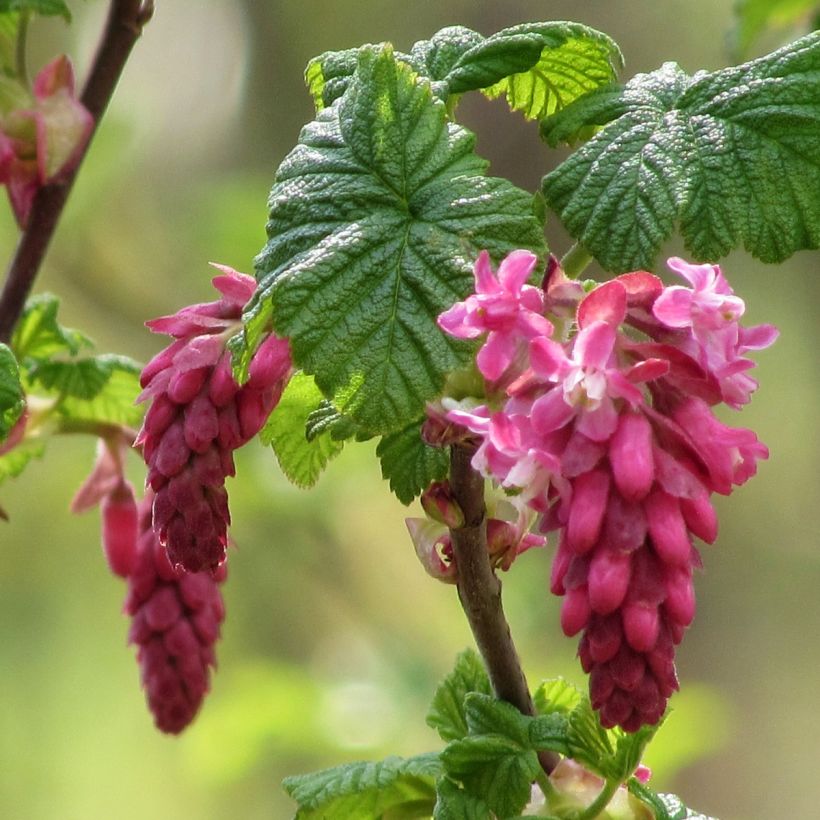 Ribes sanguineum - Ribes sanguigno (Fioritura)