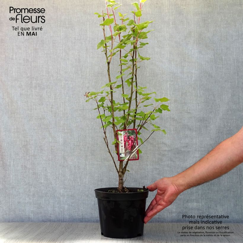 Example of Ribes sanguigno King Edward VII Vaso da 3L/4L as you get in printemps