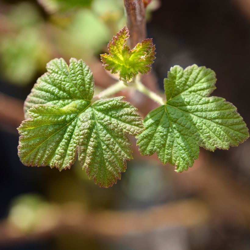 Ribes sanguigno King Edward VII (Foliage)