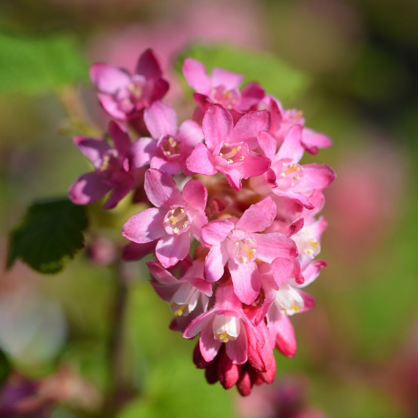 Ribes sanguigno King Edward VII (Flowering)