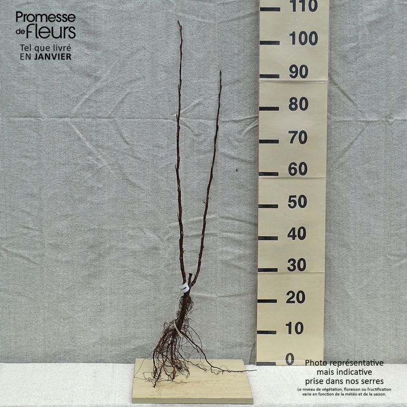 Example of Ribes sanguigno King Edward VII Piante piccole a radice nuda as you get in hiver