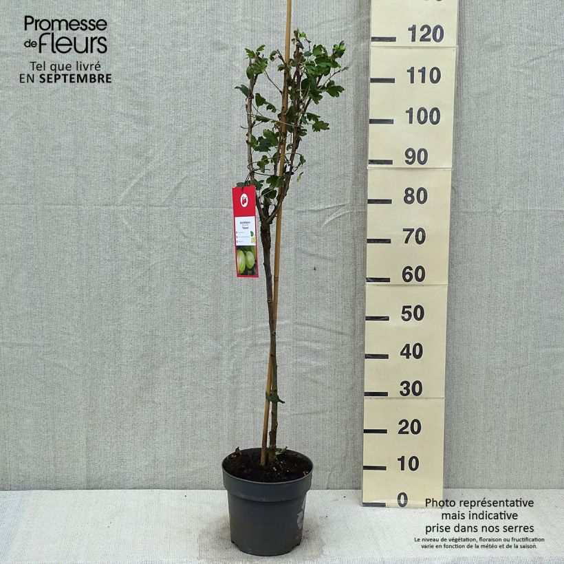 Esemplare di Groseillier à maquereaux Tatjana - Ribes uva-crispa Pot de 6L/7L, Tige, Tige de 40 cm come consegnato in autunno
