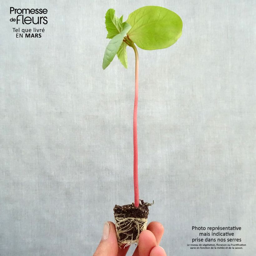 Ricino Honolulu mini zolla... esemplare consegnato in primavera