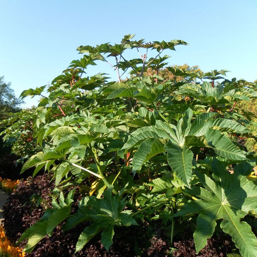 Ricino - Ricinus communis (semi) (Porto)