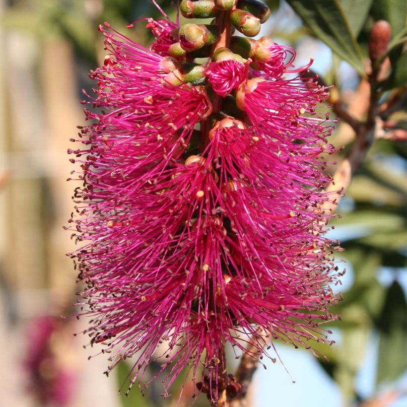 Callistemon violaceus - Pianta scovolino (Fioritura)