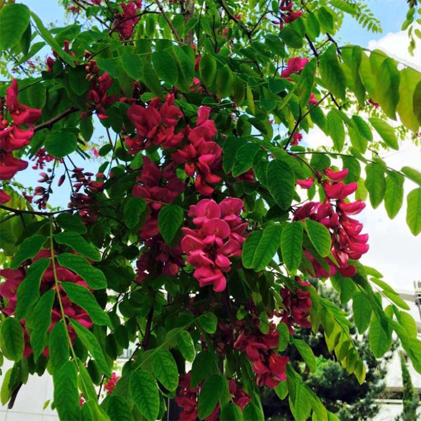 Robinia pseudoacacia Casque Rouge - Robinia a fiore rosse (Fioritura)