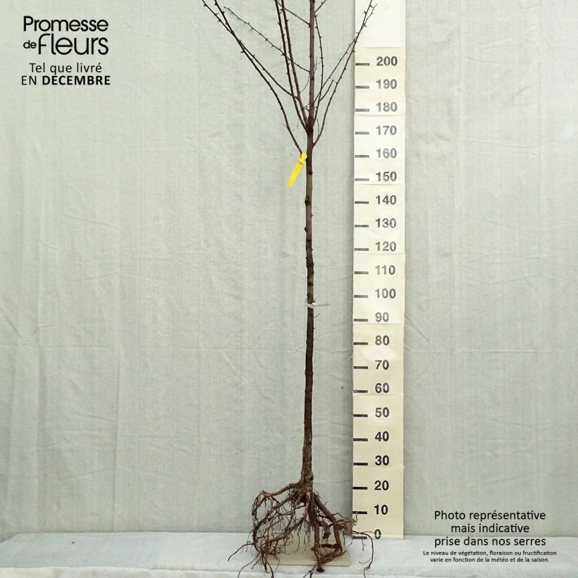 Robinia pseudoacacia - Robinia Piante grandi a radice nuda, Vaso impalcato esemplare consegnato in inverno
