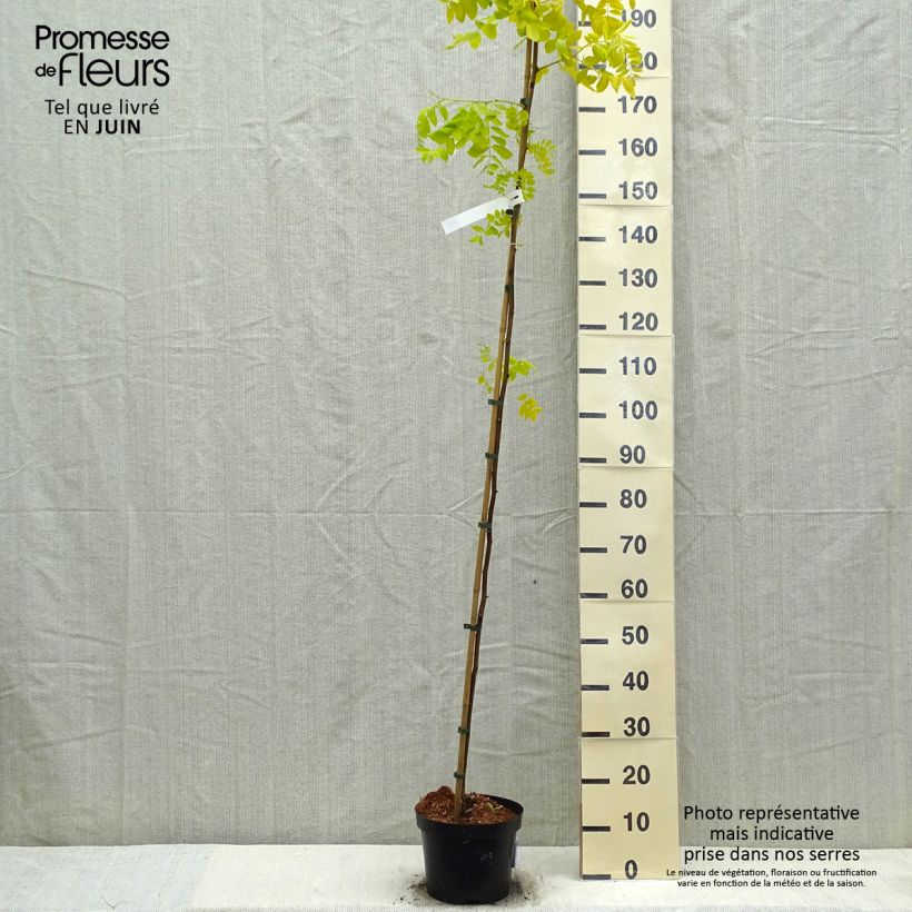 Robinia pseudoacacia Frisia - Robinia dorato Vaso da 4L/5L esemplare consegnato in primavera