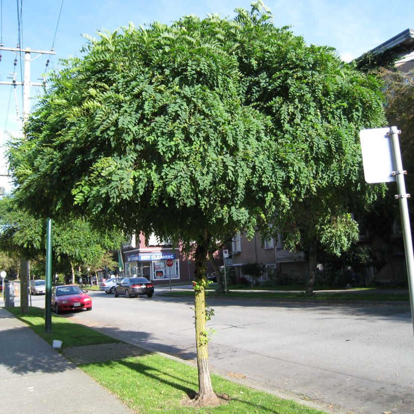 Robinia pseudoacacia Umbraculifera - Robinia (Plant habit)
