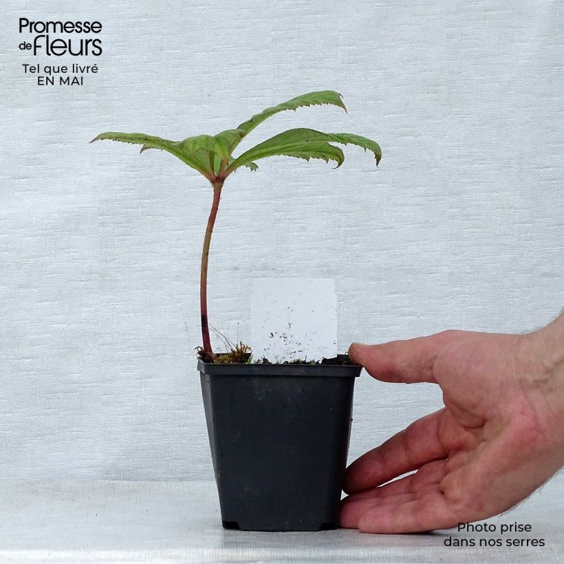 Rodgersia aesculifolia Irish Bronze Vasetto da 8/9 cm esemplare consegnato in primavera