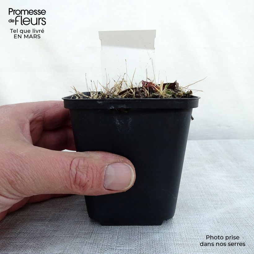 Rodgersia La Blanche Vasetto da 8/9 cm esemplare consegnato in primavera