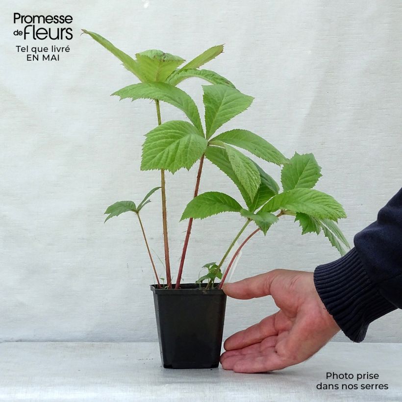 Rodgersia aesculifolia Vasetto da 8/9 cm esemplare consegnato in primavera