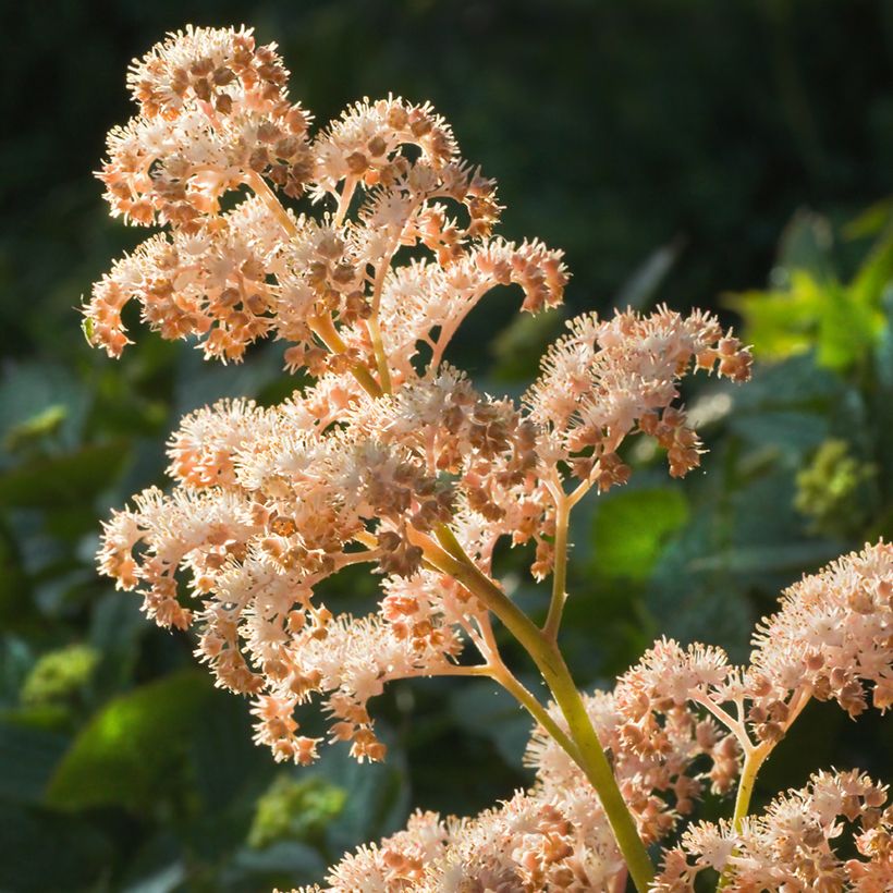Rodgersia aesculifolia (Fioritura)