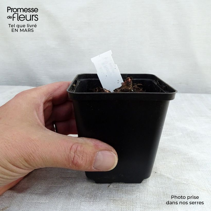 Rodgersia aesculifolia var. henrici Vasetto da 8/9 cm esemplare consegnato in primavera