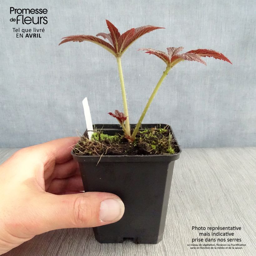 Example of Rodgersia pinnata Bronze Peacock Vasetto da 8/9 cm as you get in printemps