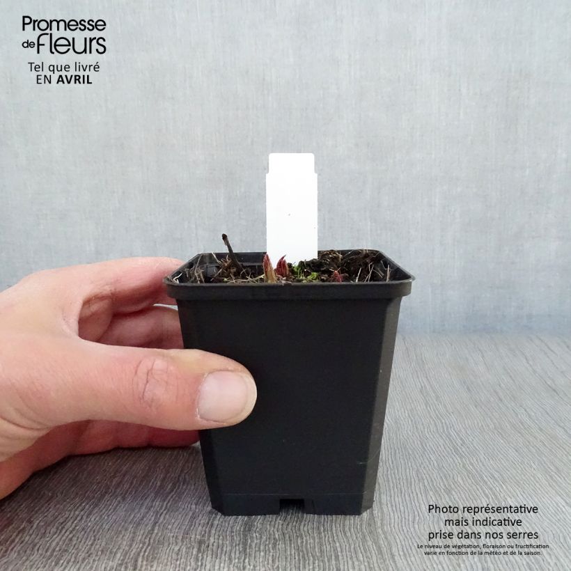 Rodgersia pinnata Chocolate Wings Vasetto da 8/9 cm esemplare consegnato in primavera