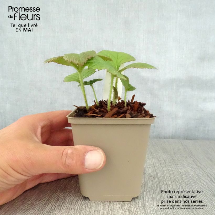 Rodgersia pinnata Dark Pokers Vasetto da 8/9 cm esemplare consegnato in primavera