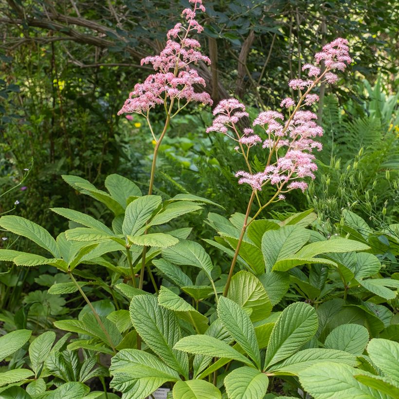 Rodgersia pinnata (Porto)