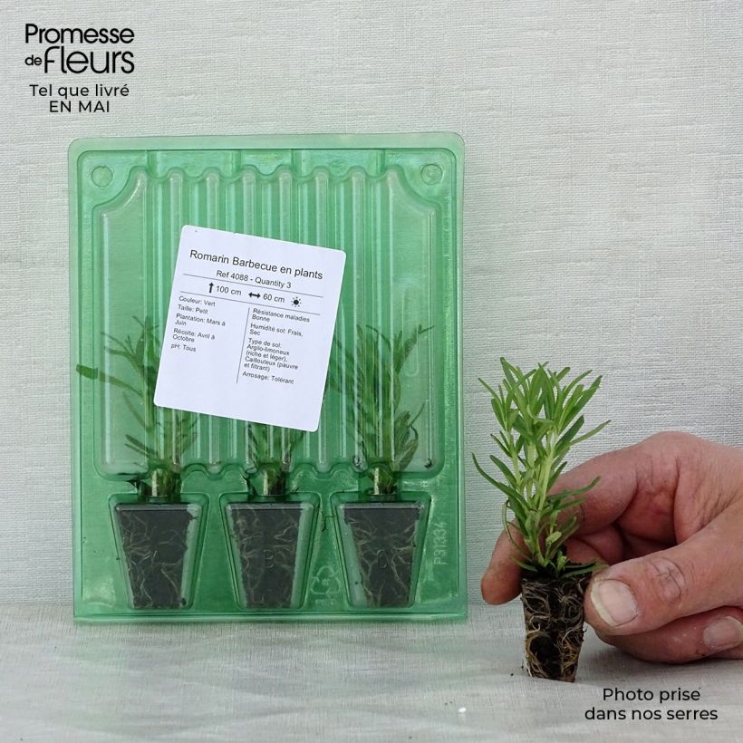 Rosmarinus officinalis Barbecue - Rosmarino mini zolla... esemplare consegnato in primavera