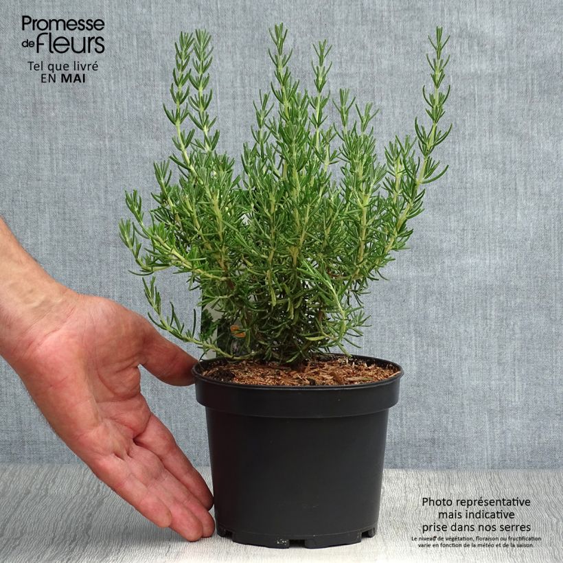 Rosmarinus officinalis Majorca Pink - Rosmarino Vaso da 1,5L/2L esemplare consegnato in primavera