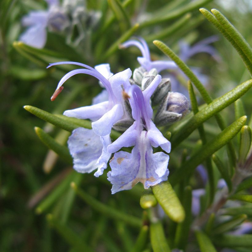 Rosmarinus officinalis Tuscan Blue - Rosmarino (Flowering)