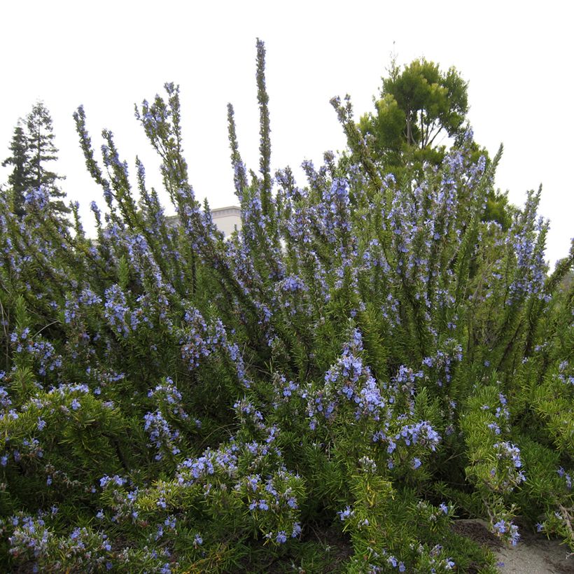 Rosmarinus officinalis Tuscan Blue - Rosmarino (Plant habit)