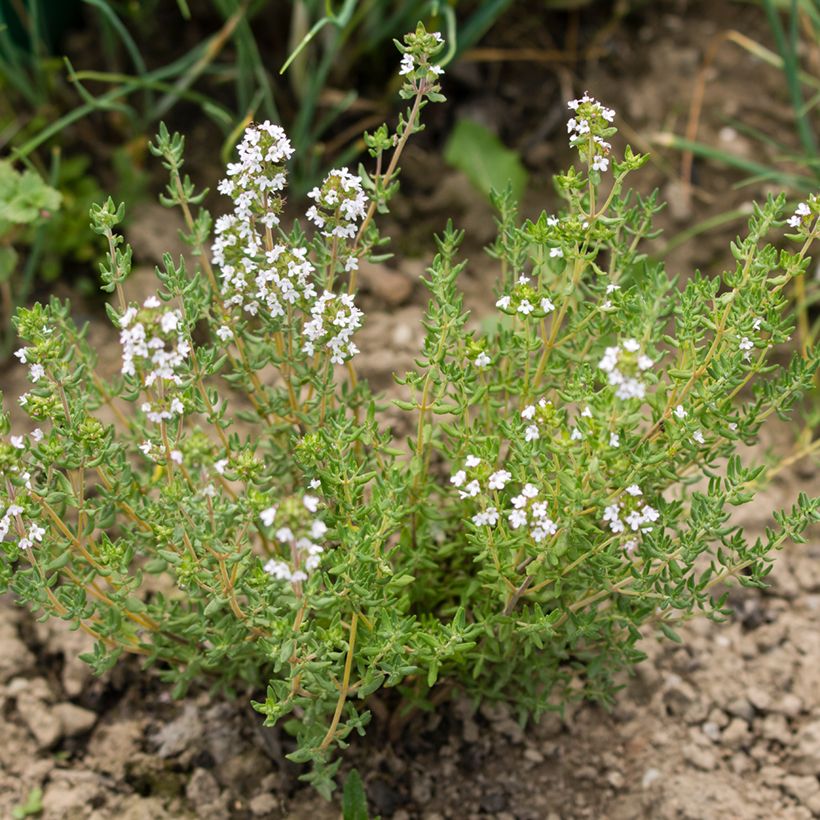 Rosmarinus officinalis Albiflorus - Rosmarino (Plant habit)