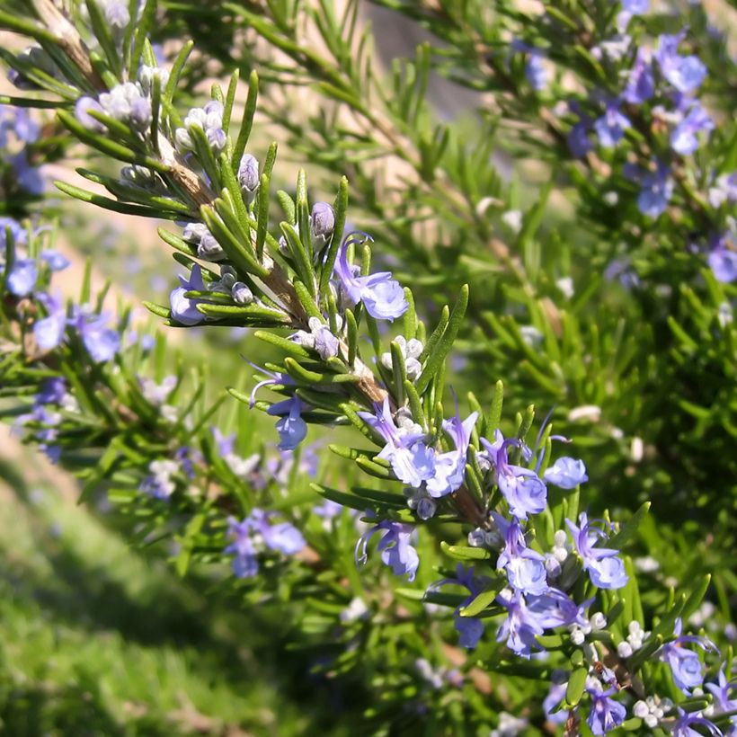 Rosmarinus officinalis BIO (semi) - Rosmarino (Flowering)