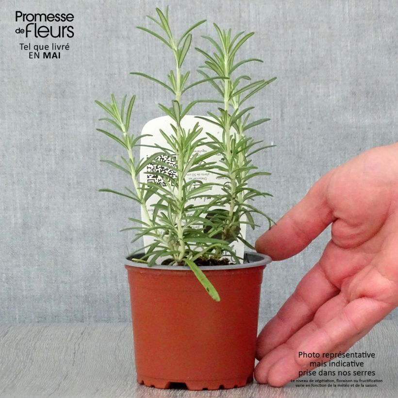 Rosmarinus officinalis Bio (piante) - Rosmarino Vaso da Ø 10 cm/11 cm esemplare consegnato in primavera