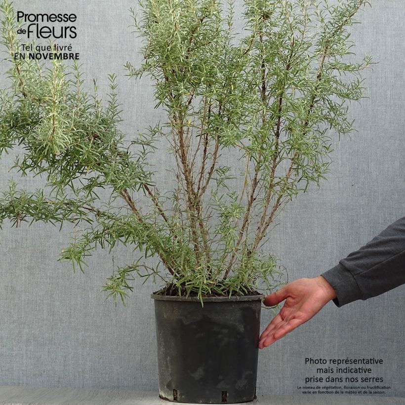 Esemplare di Rosmarinus officinalis - Rosmarino Vaso da 3L/4L come consegnato in autunno