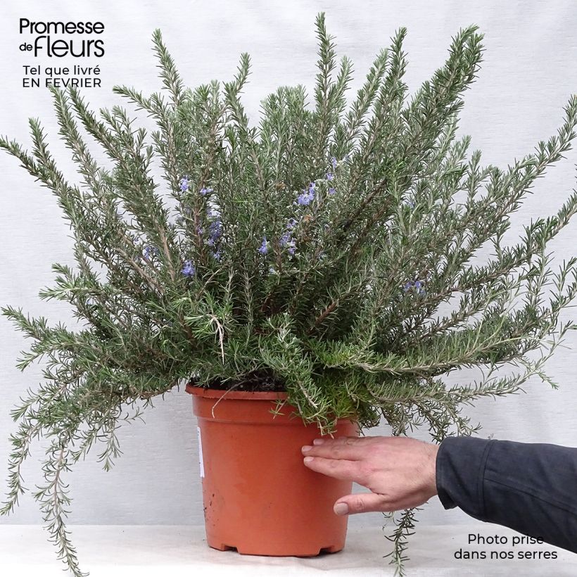 Rosmarinus officinalis Prostratus - Rosmarino Vaso da 4L/5L esemplare consegnato in inverno