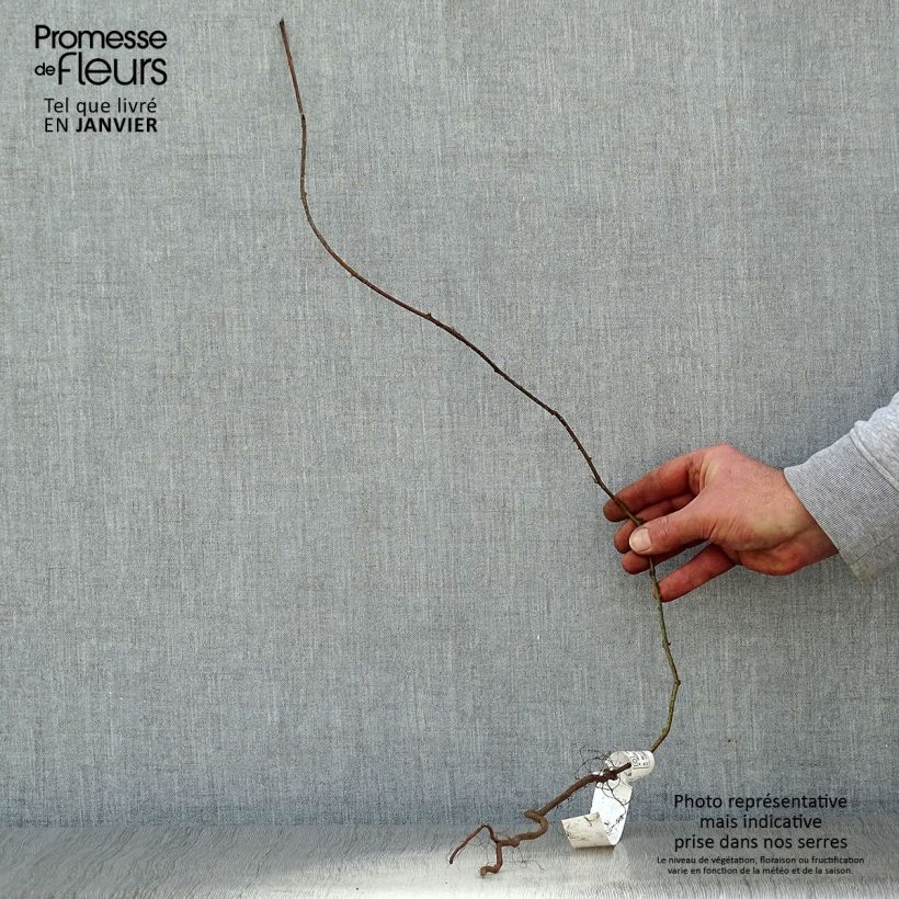 Rubus fruticosus - Mora Piante piccole a radice nuda, Multifusto esemplare consegnato in inverno