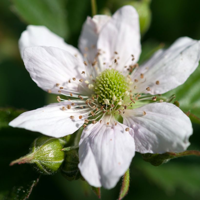 Rubus fruticosus - Mora (Fioritura)