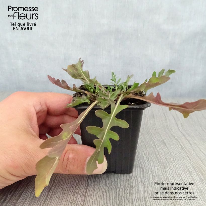 Example of Rucola violacea Bio Vasetto da 8/9 cm as you get in printemps