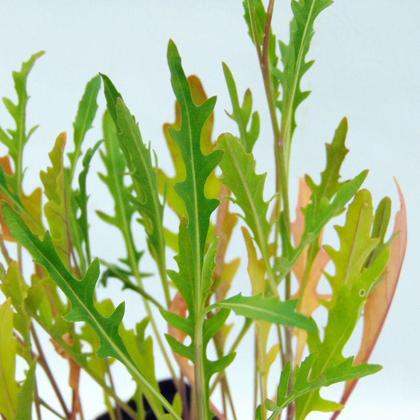 Rucola violacea Bio (Foliage)