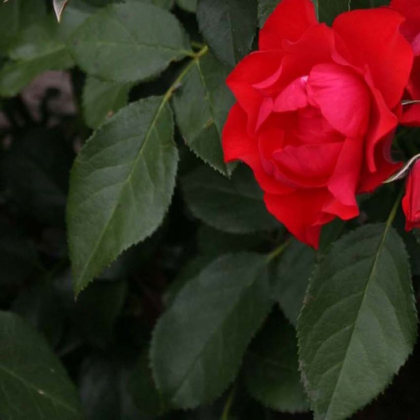 Rosa tappezzante Black Forest Rose (Foliage)