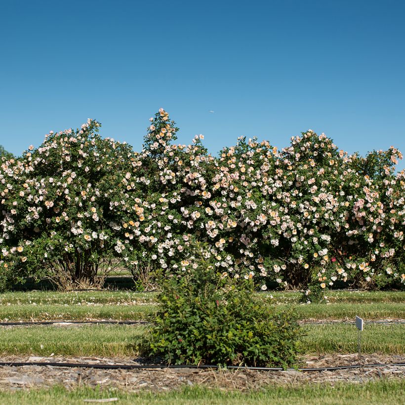 Rosa rampicante Above and Beyond (Porto)