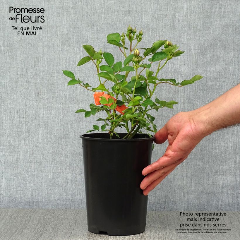 Example of Rosa polyantha Golden Border Vaso da 3L/4L as you get in printemps
