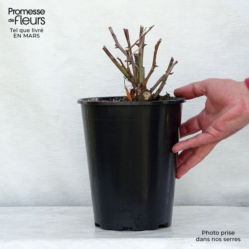 Example of Rosa polyantha Louis Blériot Vaso da 4L/5L as you get in printemps