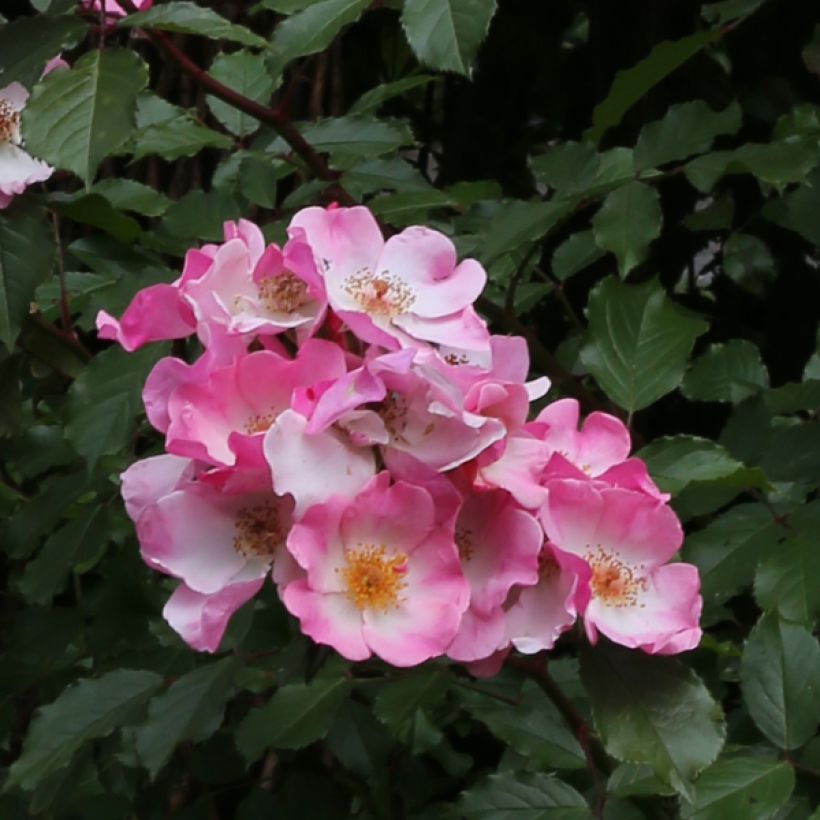 Rosa Rosy Cushion (Flowering)