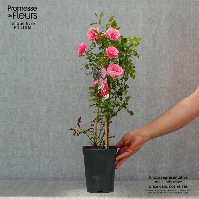 Esemplare di Rosa rampicante Starlet Rose Eva Vaso da 4L/5L consegnato in estate