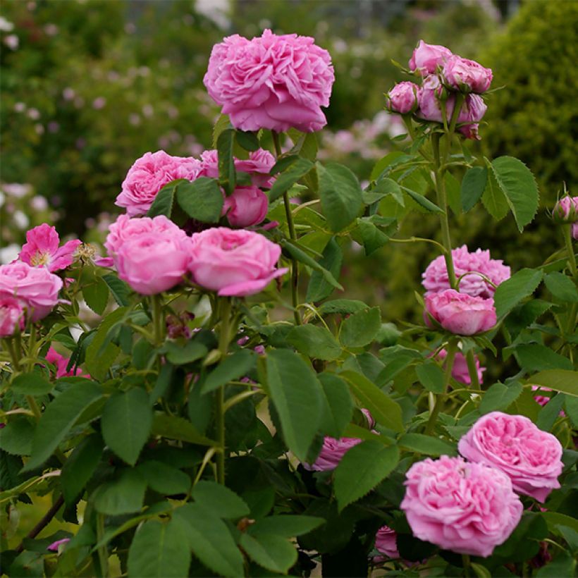 Rosa antica Yolande d’Aragon (Fioritura)