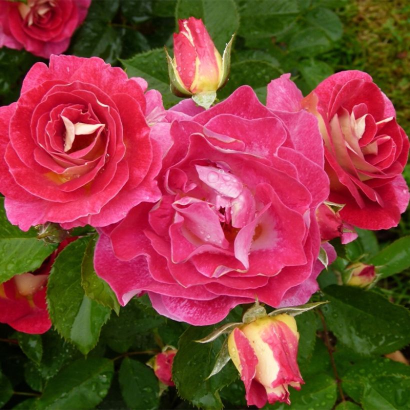 Rosa polyantha Aline Mayrisch Rose (Plant habit)
