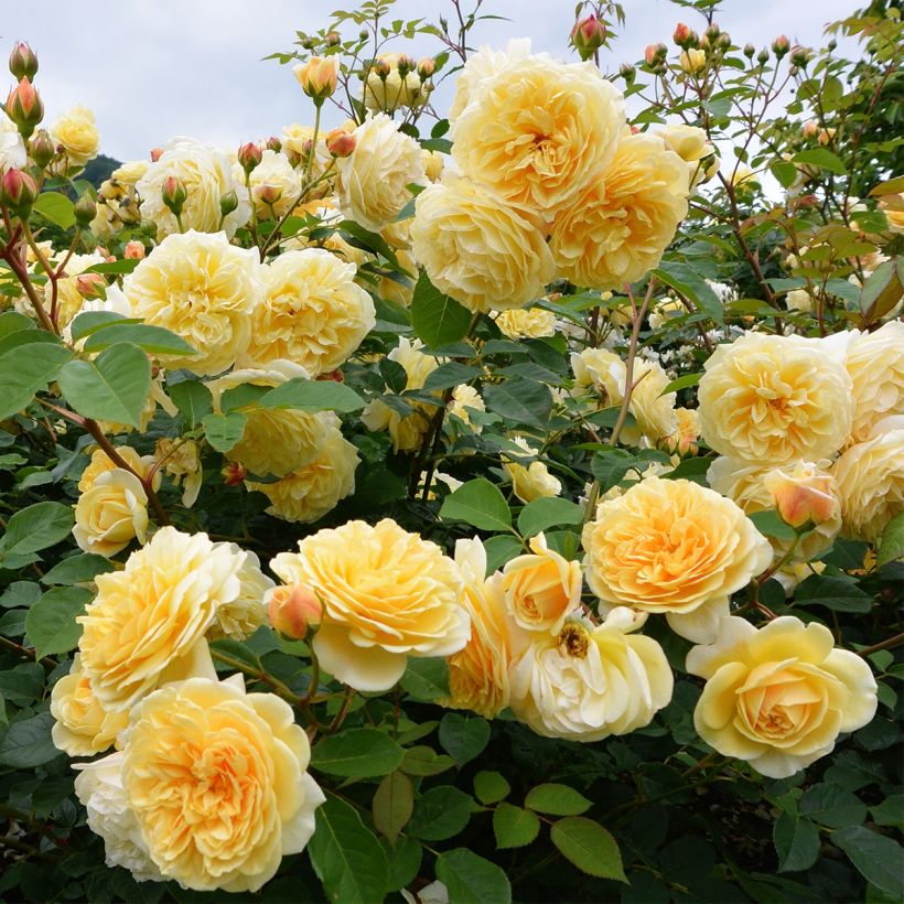 Rosa polyantha Off-Load (Plant habit)